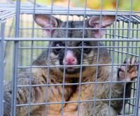 Possum Removal Brisbane image 6